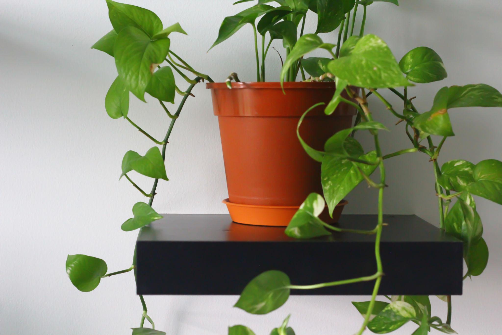 Money Plant Vastu: Best Direction and Placement - yourvasa.com